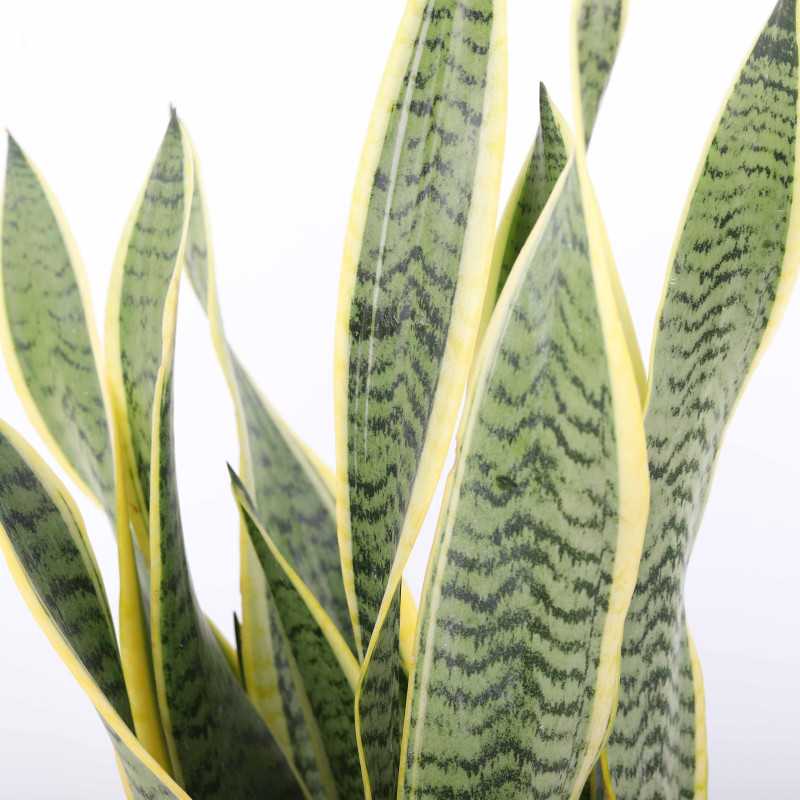 Sansewieria gwinejska (Sansevieria trifasciata 'Laurentii') - śr. 14 cm Sansewieria gwinejska (Sansevieria trifasciata 'Laurentii') - śr. 14 cm