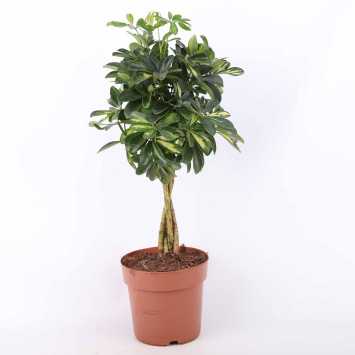Schefflera arboricola 'Gold Capella' (Szeflera drzewkowata) - średnica: 21 cm