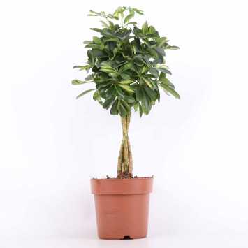 Schefflera arboricola 'Gold Capella' (Szeflera drzewkowata) - średnica: 21 cm