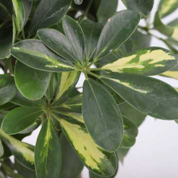 Schefflera arboricola 'Gold Capella' (Szeflera drzewkowata) - średnica: 21 cm