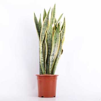 Sansevieria trifasciata Laurentii (Sansewieria Gwinejska) - średnica: 24 cm