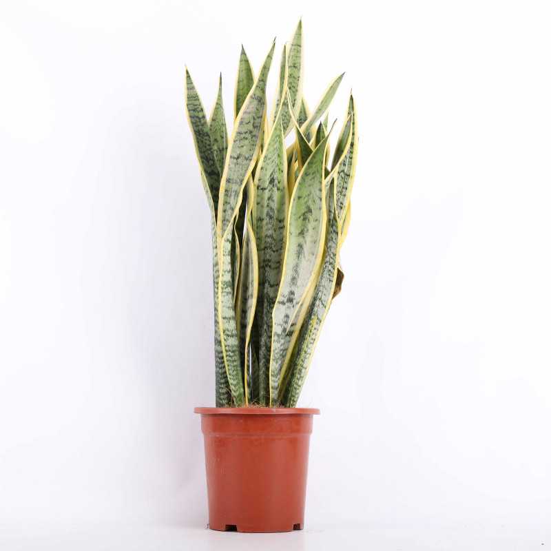 Sansevieria trifasciata Laurentii (Sansewieria Gwinejska) - średnica: 24 cm Sansevieria trifasciata Laurentii (Sansewieria Gwinejska) - średnica: 24 cm