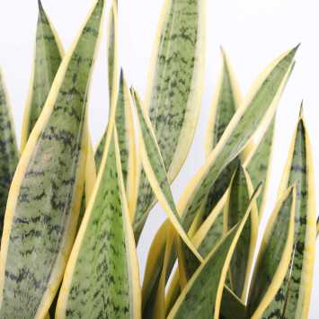 Sansevieria trifasciata Laurentii (Sansewieria Gwinejska) - średnica: 24 cm