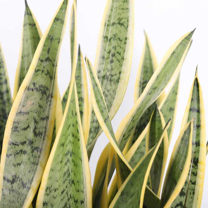 Sansevieria trifasciata Laurentii (Sansewieria Gwinejska) - średnica: 24 cm Sansevieria trifasciata Laurentii (Sansewieria Gwinejska) - średnica: 24 cm