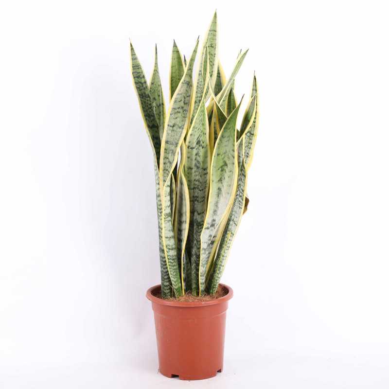 Sansevieria trifasciata Laurentii (Sansewieria Gwinejska) - średnica: 24 cm Sansevieria trifasciata Laurentii (Sansewieria Gwinejska) - średnica: 24 cm