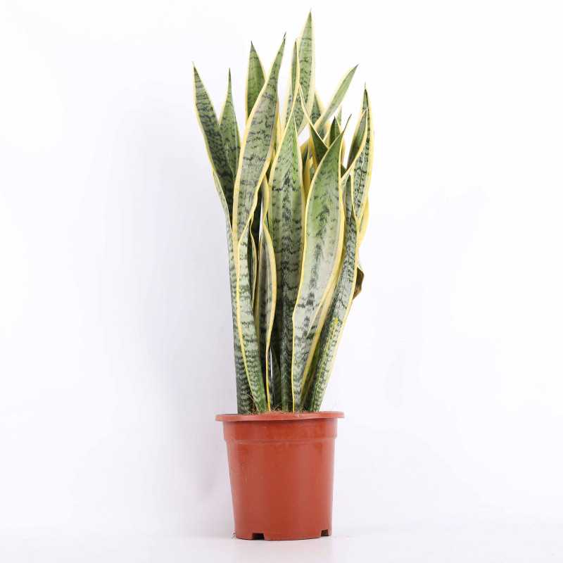 Sansevieria trifasciata Laurentii (Sansewieria Gwinejska) - średnica: 24 cm Sansevieria trifasciata Laurentii (Sansewieria Gwinejska) - średnica: 24 cm