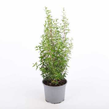 Myrtus communis (Mirt zwyczajny) - średnica: 15 cm