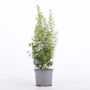 Myrtus communis (Mirt zwyczajny) - średnica: 15 cm