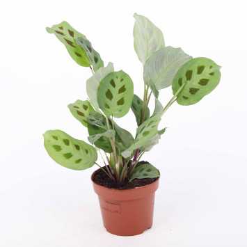 Maranta leuconeura kerchoveana - średnica: 12 cm