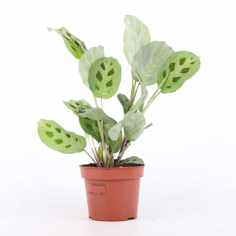 Maranta leuconeura kerchoveana - średnica: 12 cm Maranta leuconeura kerchoveana - średnica: 12 cm