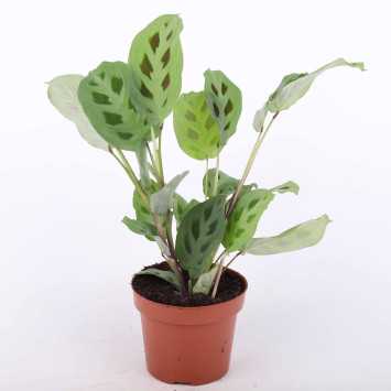 Maranta leuconeura kerchoveana - średnica: 12 cm
