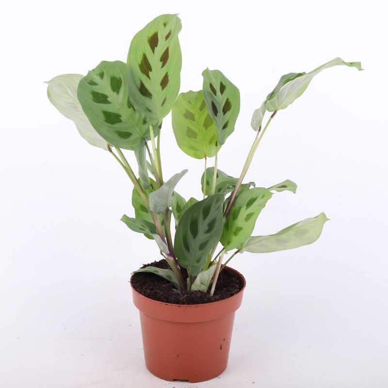 Maranta leuconeura kerchoveana - średnica: 12 cm Maranta leuconeura kerchoveana - średnica: 12 cm