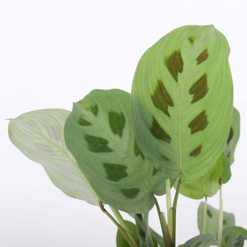 Maranta leuconeura kerchoveana - średnica: 12 cm Maranta leuconeura kerchoveana - średnica: 12 cm