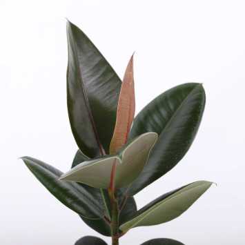 Ficus elastica Robusta (Fikus Sprężysty)