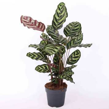 Calathea Makoyana (Kalatea Makoya)