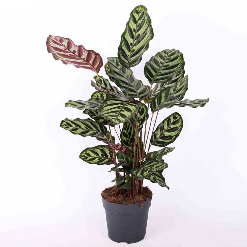 Calathea Makoyana (Kalatea Makoya)