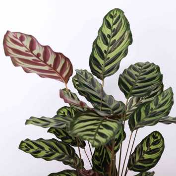 Calathea Makoyana (Kalatea Makoya)