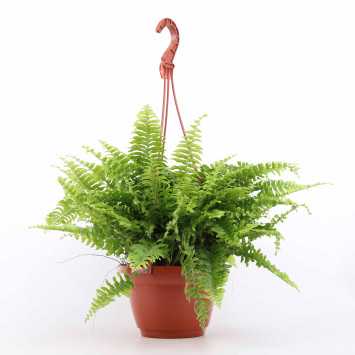 Nephrolepis Boston ( Nefrolepis wyniosły)