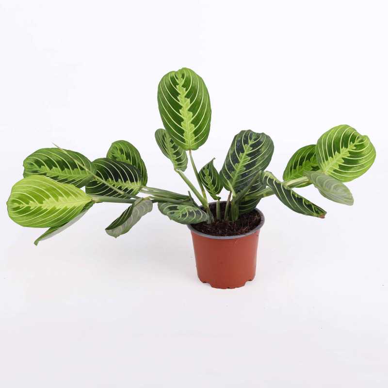 Maranta Lemon Lime