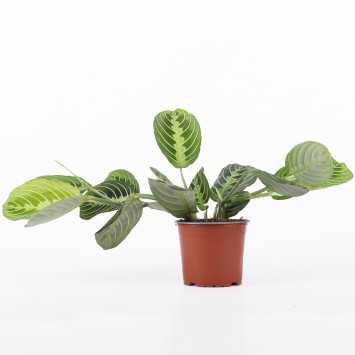 Maranta Lemon Lime