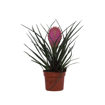 Tillandsia cyanea (Oplątwa) w ozdobnej donicy z sercem - 10 cm