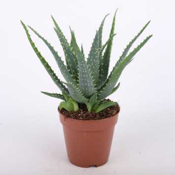 Aloe arborescens (Aloes drzewiasty) - średnica: 12 cm