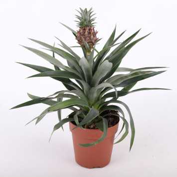 Ananas jadalny (Ananas comosus) - średnica: 12 cm