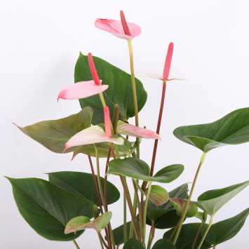 Anthurium 'Princess Amalia Hot Lips' (Anturium) - średnica: 17 cm