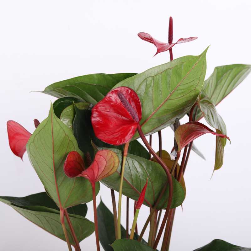 Anthurium 'Princess Amalia Hot Lips' (Anturium) - średnica: 17 cm