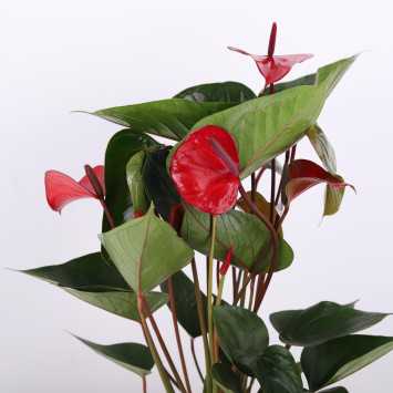 Anthurium 'Princess Amalia Hot Lips' (Anturium) - średnica: 17 cm