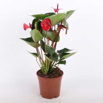 Anthurium 'Princess Amalia Hot Lips' (Anturium) - średnica: 17 cm