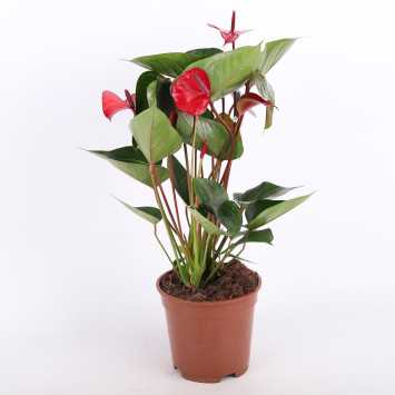 Anthurium 'Princess Amalia Hot Lips' (Anturium) - średnica: 17 cm