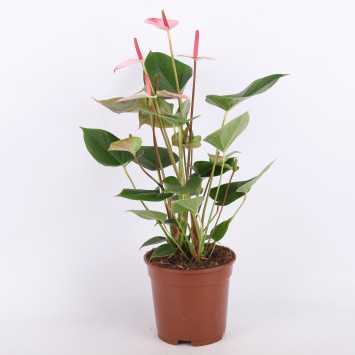 Anthurium 'Princess Amalia Hot Lips' (Anturium) - średnica: 17 cm