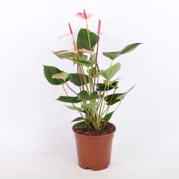 Anthurium 'Princess Amalia Hot Lips' (Anturium) - średnica: 17 cm