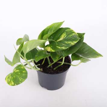 Epipremnum Aureum (Epipremnum Złociste) - średnica: 12 cm