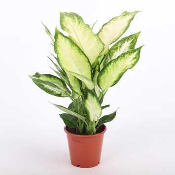 Dieffenbachia 'Camilla' (Difenbachia) - średnica: 12 cm