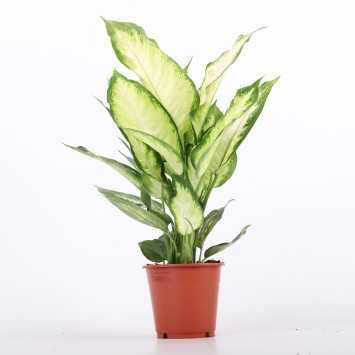 Dieffenbachia 'Camilla' (Difenbachia) - średnica: 12 cm