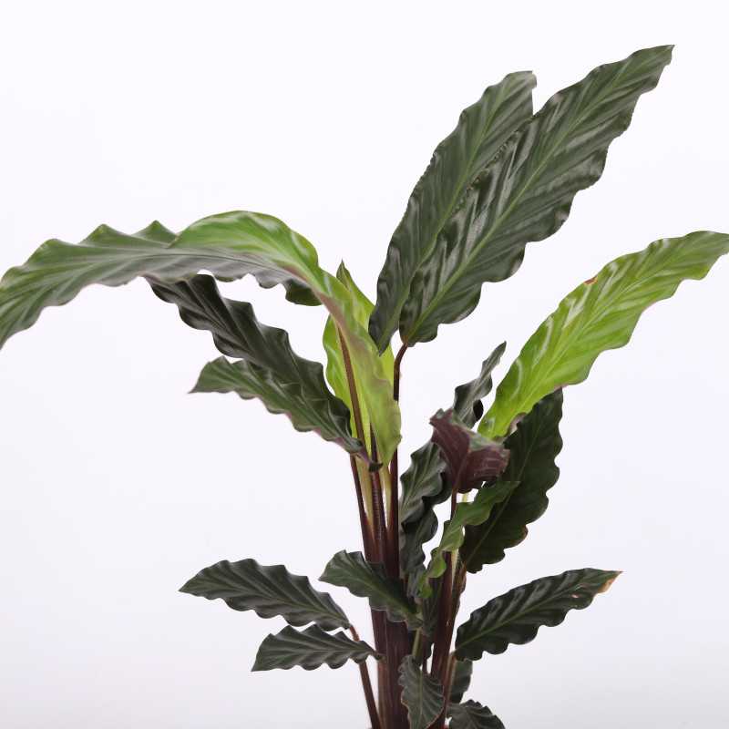 Calathea rufibarba (Kalatea falistolistna) - średnica: 12 cm Calathea rufibarba (Kalatea falistolistna) - średnica: 12 cm