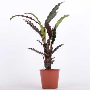 Calathea rufibarba (Kalatea falistolistna) - średnica: 12 cm