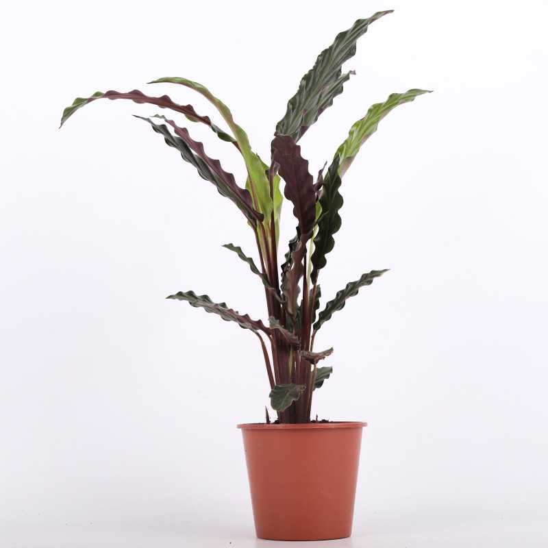 Calathea rufibarba (Kalatea falistolistna) - średnica: 12 cm Calathea rufibarba (Kalatea falistolistna) - średnica: 12 cm