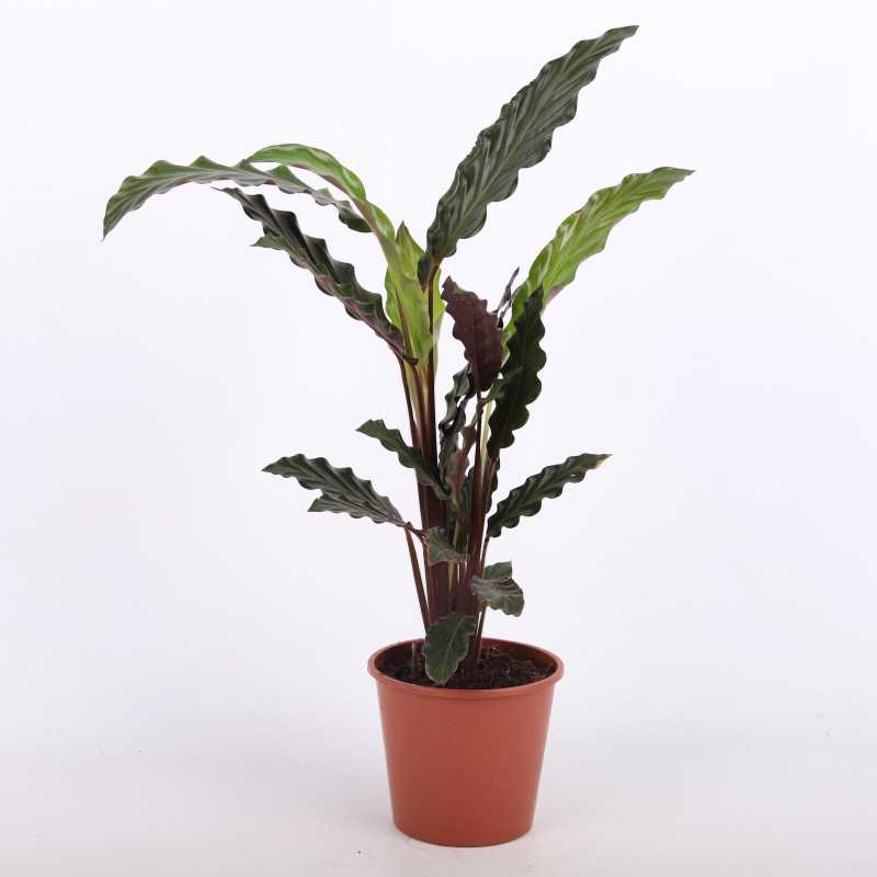 Calathea rufibarba (Kalatea falistolistna) - średnica: 12 cm Calathea rufibarba (Kalatea falistolistna) - średnica: 12 cm