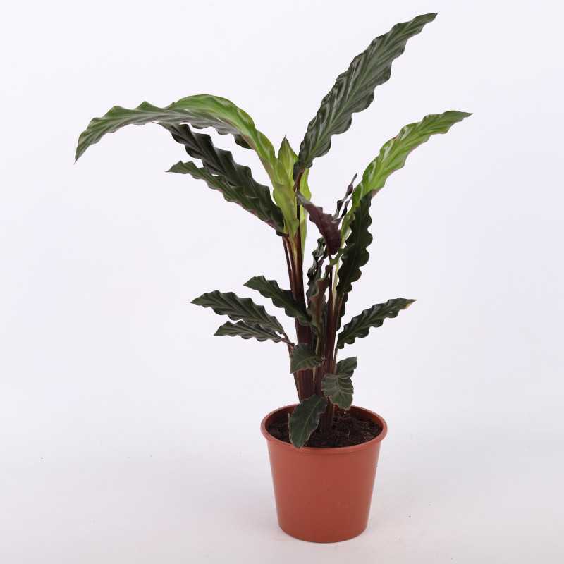 Calathea rufibarba (Kalatea falistolistna) - średnica: 12 cm Calathea rufibarba (Kalatea falistolistna) - średnica: 12 cm