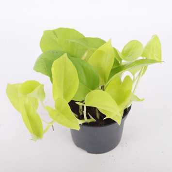 Epipremnum Golden Pothos - średnica: 12 cm