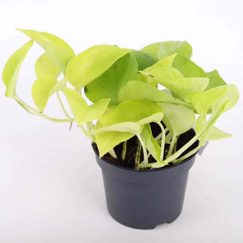 Epipremnum Golden Pothos - średnica: 12 cm Epipremnum Golden Pothos - średnica: 12 cm