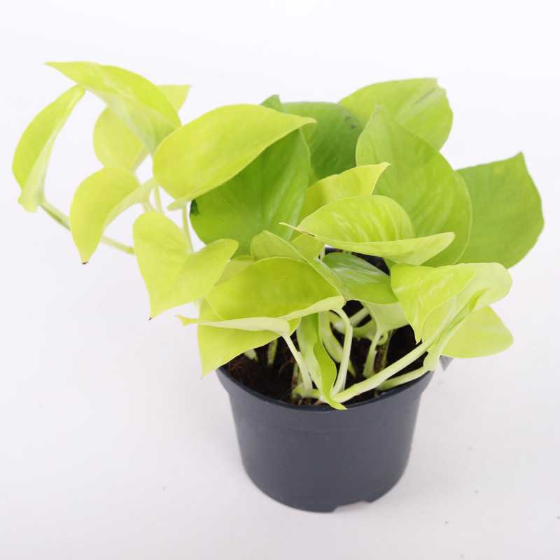 Epipremnum Golden Pothos - średnica: 12 cm Epipremnum Golden Pothos - średnica: 12 cm