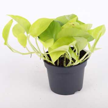 Epipremnum Golden Pothos - średnica: 12 cm