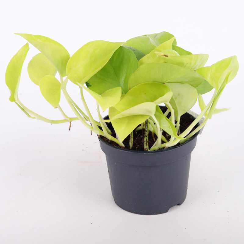 Epipremnum Golden Pothos - średnica: 12 cm Epipremnum Golden Pothos - średnica: 12 cm