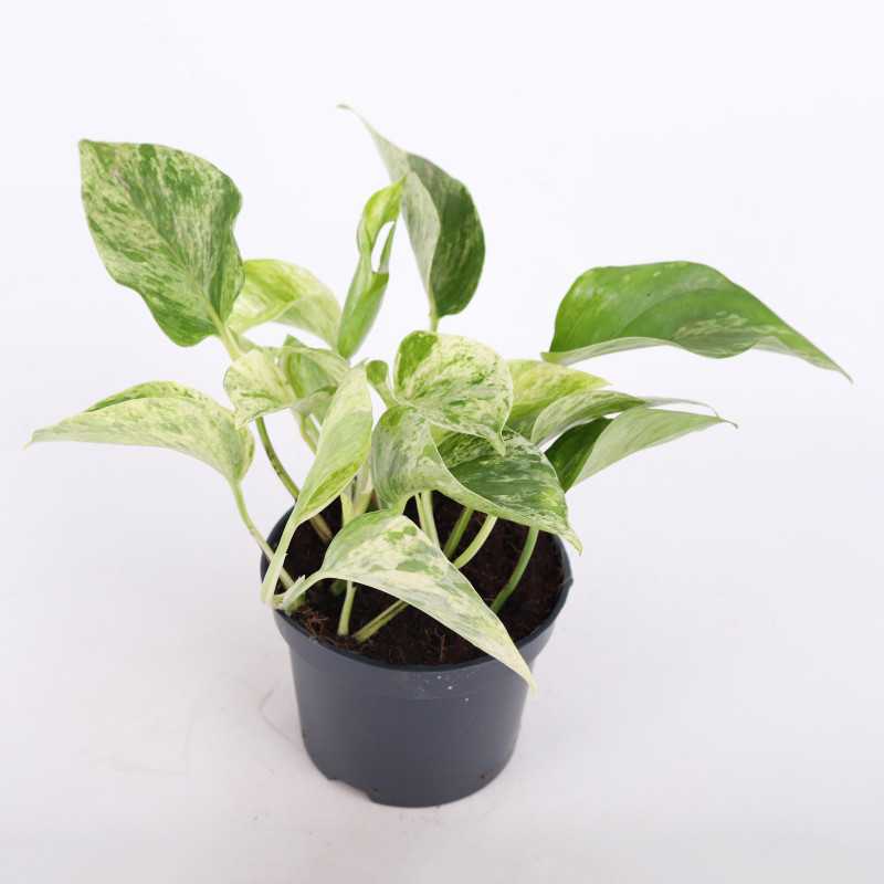 Epipremnum Marble Queen (Epipremnum) - średnica: 12 cm