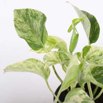 Epipremnum Marble Queen (Epipremnum) - średnica: 12 cm