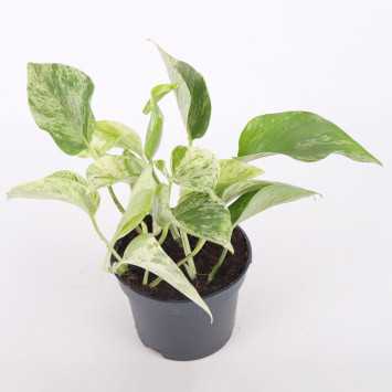 Epipremnum Marble Queen (Epipremnum) - średnica: 12 cm